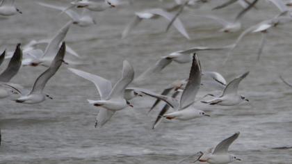 Mediterranean Gull