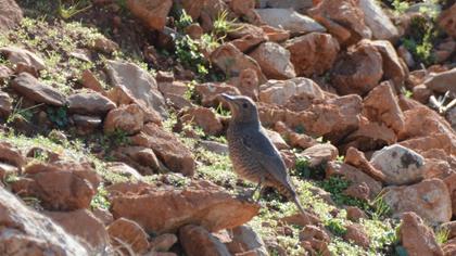 Blue Rock Thrush