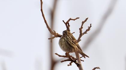 European Serin