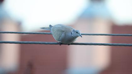 Eurasian Collared Dove