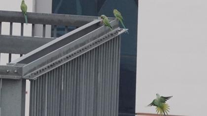 Rose-ringed Parakeet
