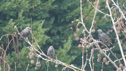 Common Starling