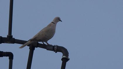 Eurasian Collared Dove