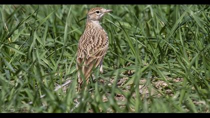 Greater Short-toed Lark