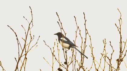 Eurasian Magpie