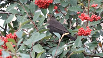Common Blackbird