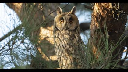 Long-eared Owl