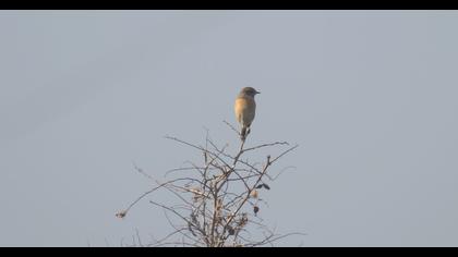 European Stonechat