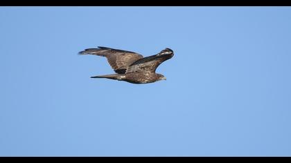Common Buzzard
