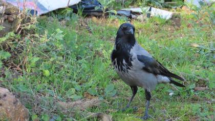 Hooded Crow