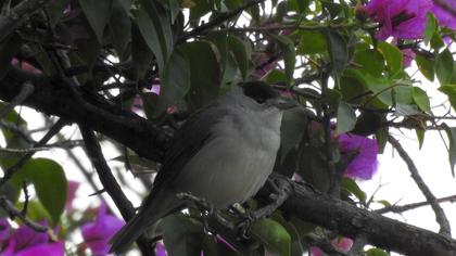 Eurasian Blackcap