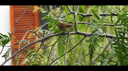 Common Chiffchaff
