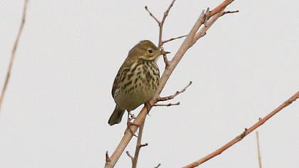 Meadow Pipit