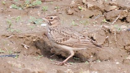 Crested Lark