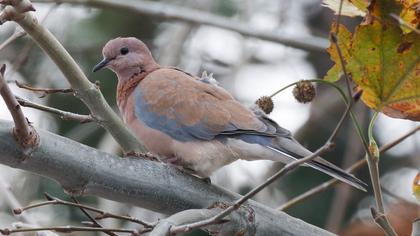 Laughing Dove