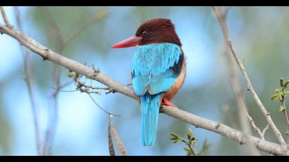 White-throated Kingfisher