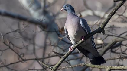 Common Wood Pigeon