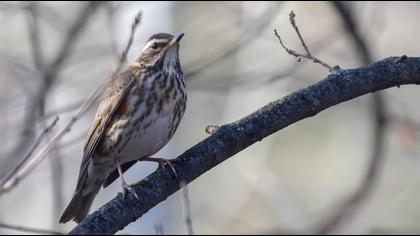 Redwing