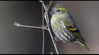 Eurasian Siskin