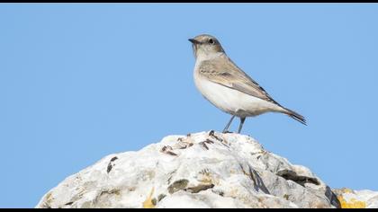 Finsch`s Wheatear