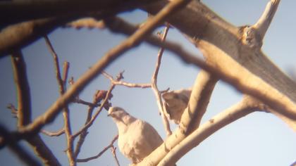 Eurasian Collared Dove