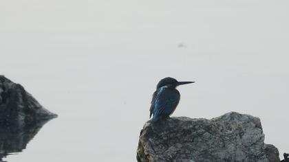 Common Kingfisher