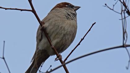 House Sparrow
