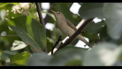 Eastern Olivaceous Warbler