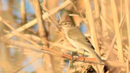 Common Chiffchaff