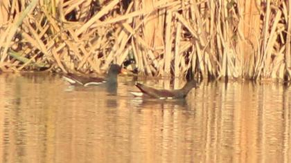 Common Moorhen