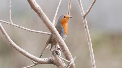 European Robin