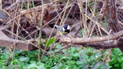 Great Tit
