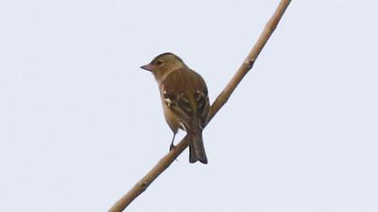 Common Chaffinch