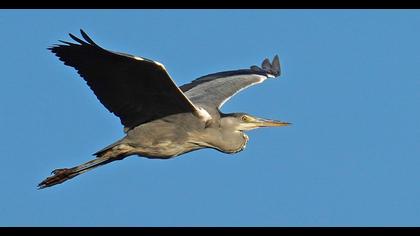 Grey Heron