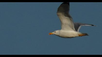 Yellow-legged Gull
