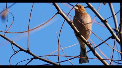 Common Chaffinch