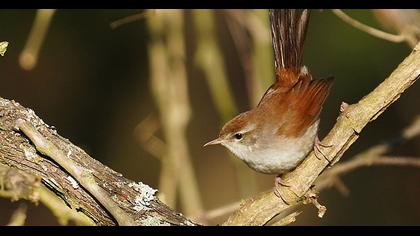 Cetti`s Warbler