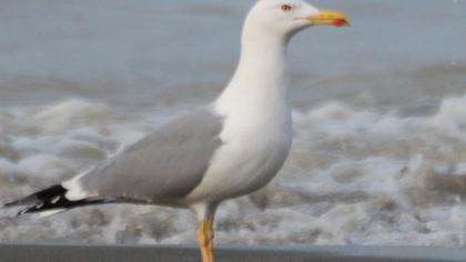 Yellow-legged Gull