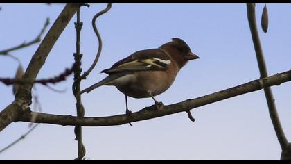Common Chaffinch