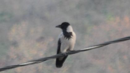 Hooded Crow