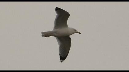 Caspian Gull
