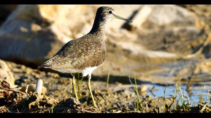Green Sandpiper
