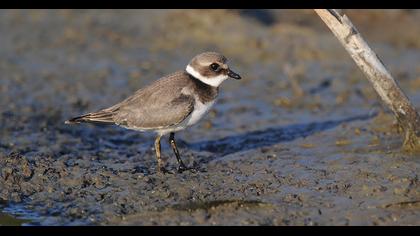 Common Ringed Plover