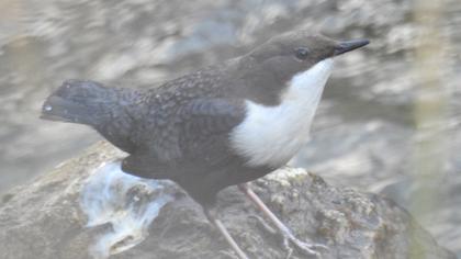 White-throated Dipper