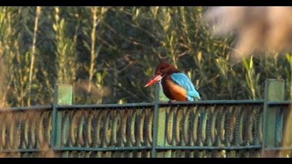 White-throated Kingfisher