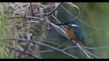 Common Kingfisher