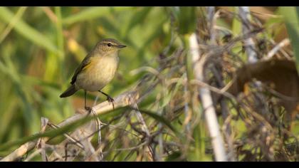Common Chiffchaff