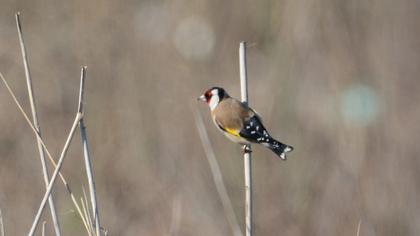 European Goldfinch