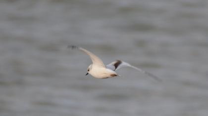 Little Gull