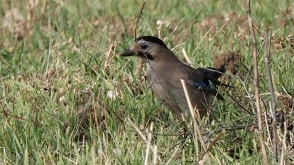 Eurasian Jay